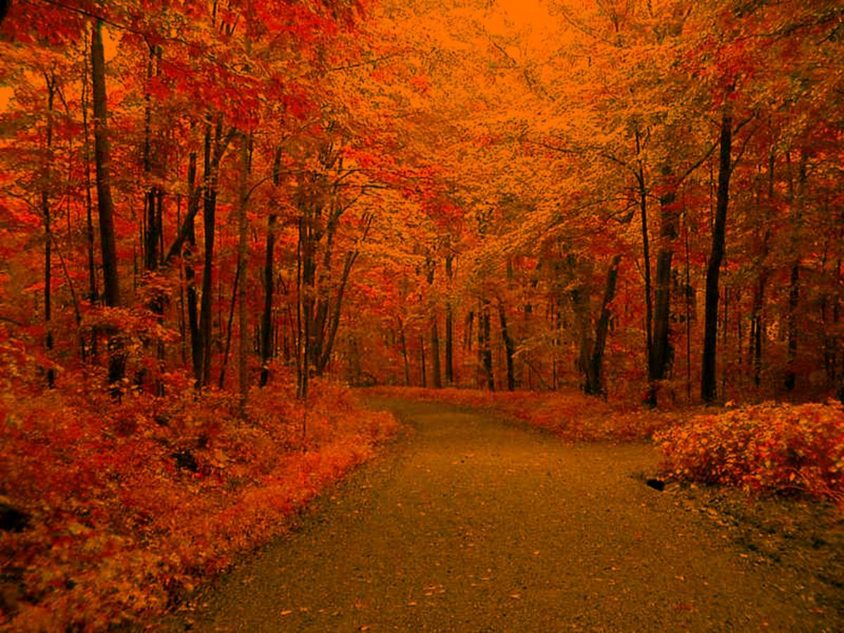 Autumn Hd Wallpapers Background, Top 100 Images On Facebook, Desktop  Picture Fall, Background Desktop Background Image And Wallpaper for Free  Download