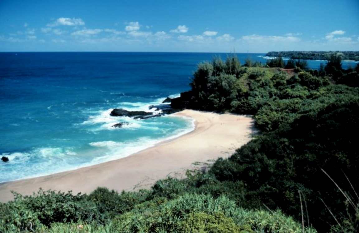beach with trees background