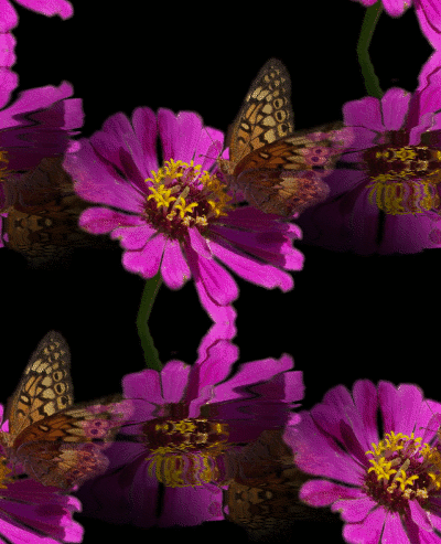 butterfly_on_purple_flower.gif