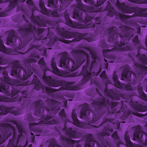 Purple Rose Background on Closeup Purple Roses Background   Twitter Backgrounds   Wallpaper
