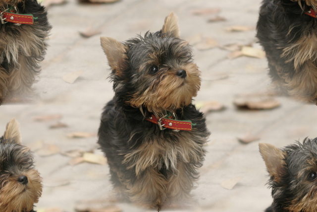 MySpace Cute Dog In Square wallpaper cute dogs. MySpace Cute Dog In Square