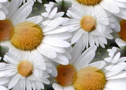 Daisies+wallpaper