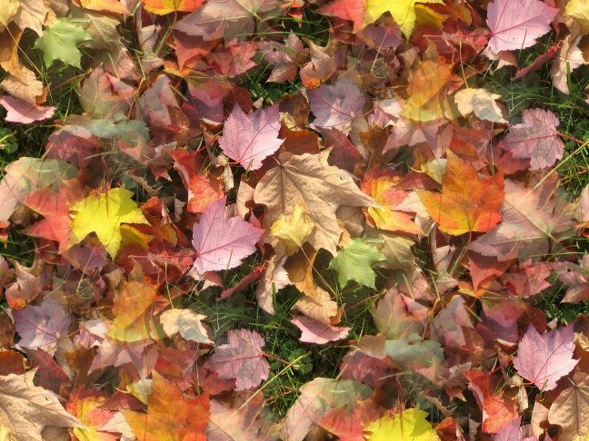 Fall Leaves Background Image, Wallpaper or Texture free for any web