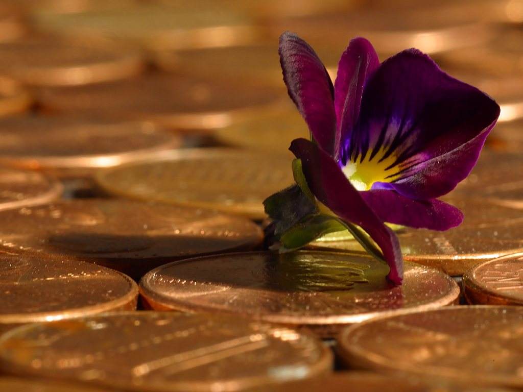 Flower On Pennies Background Preview