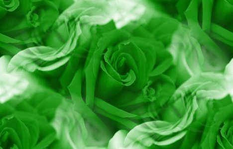 Green Roses Background Image, Wallpaper or Texture free ...