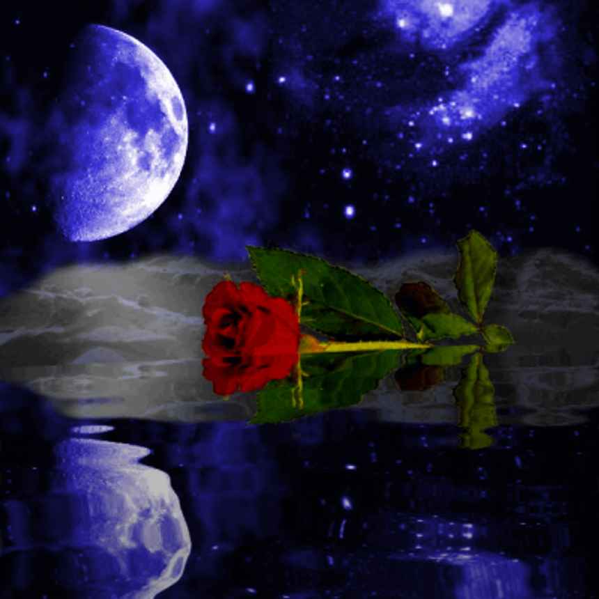moonlight wallpaper. MySpace Moonlight Rose