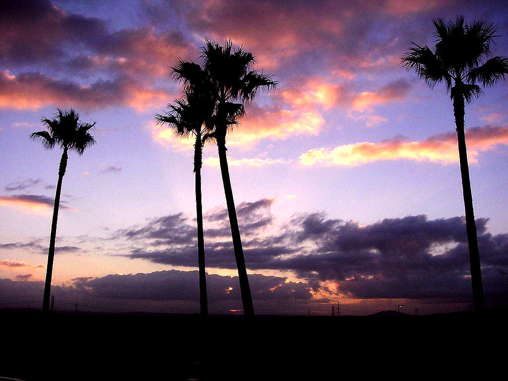 MySpace Palm Trees At Sunset Background | Twitter Backgrounds | Wallpaper MySpace Palm Trees At Sunset Background | Twitter Backgrounds | Wallpaper