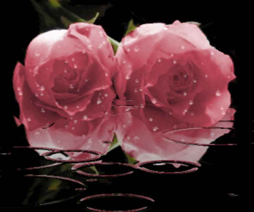 pink rose flower background. MySpace Pink Roses In The Rain