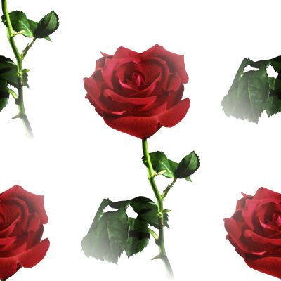 red rose pictures. MySpace Red Rose Background