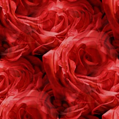 Red+rose+ackground+image red rose flower background. Red+rose+ackground+image