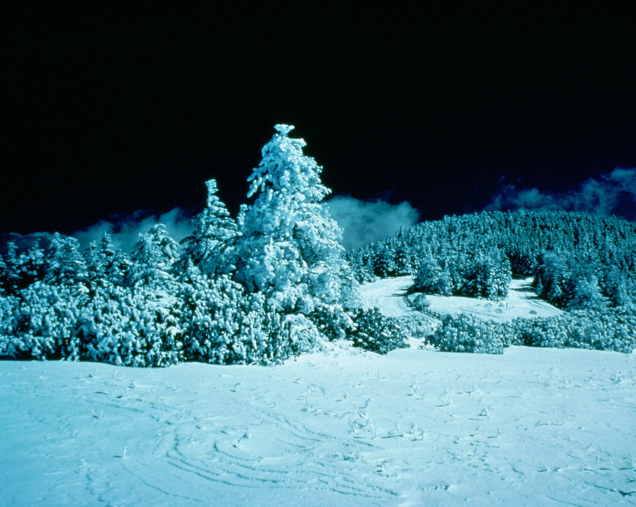 Snow Covered Trees At Night Background Image, Wallpaper or Texture free