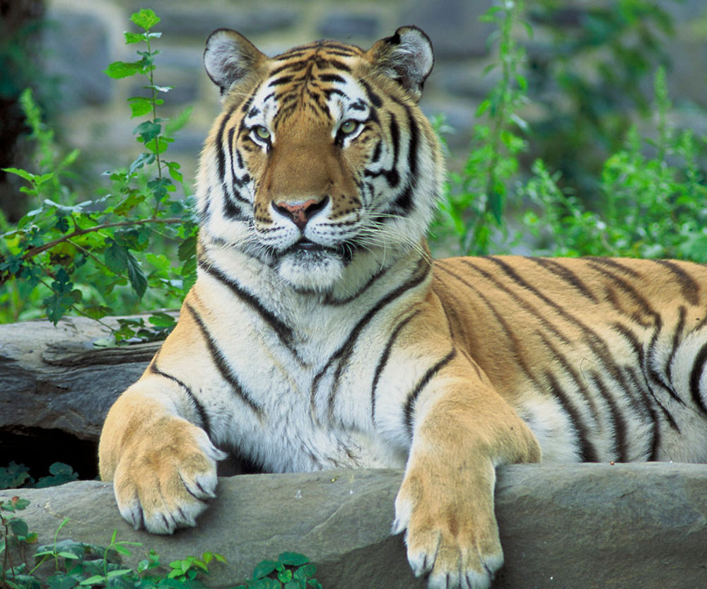 Bengal Tiger 3D - Cats & Animals Background Wallpapers on Desktop