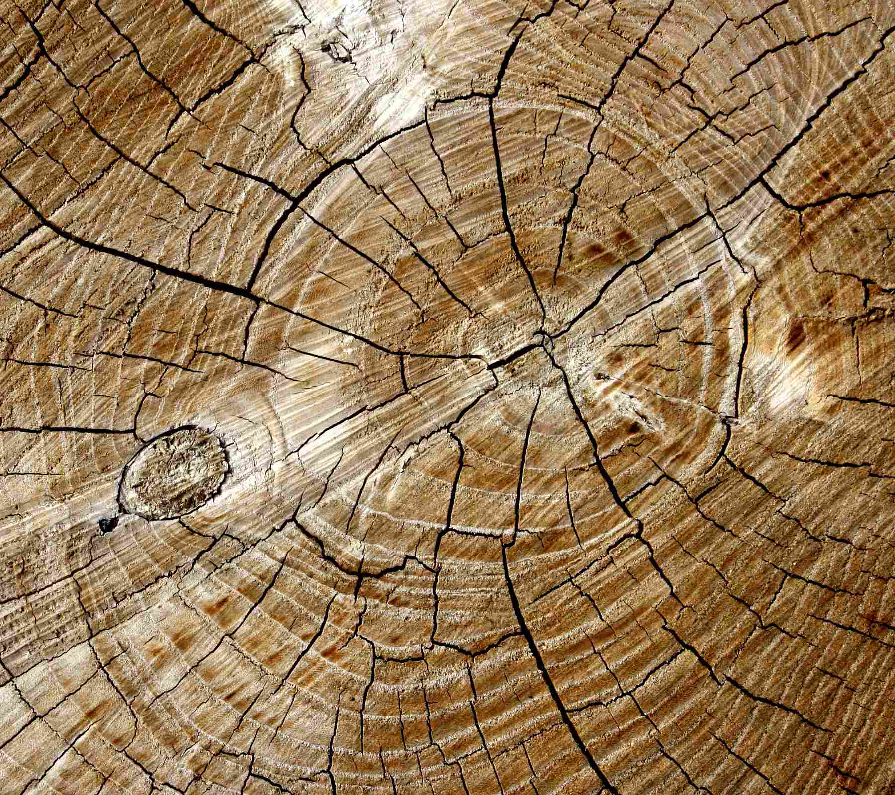 Tree Rings Background 1800x1600 Background Image, Wallpaper or Texture