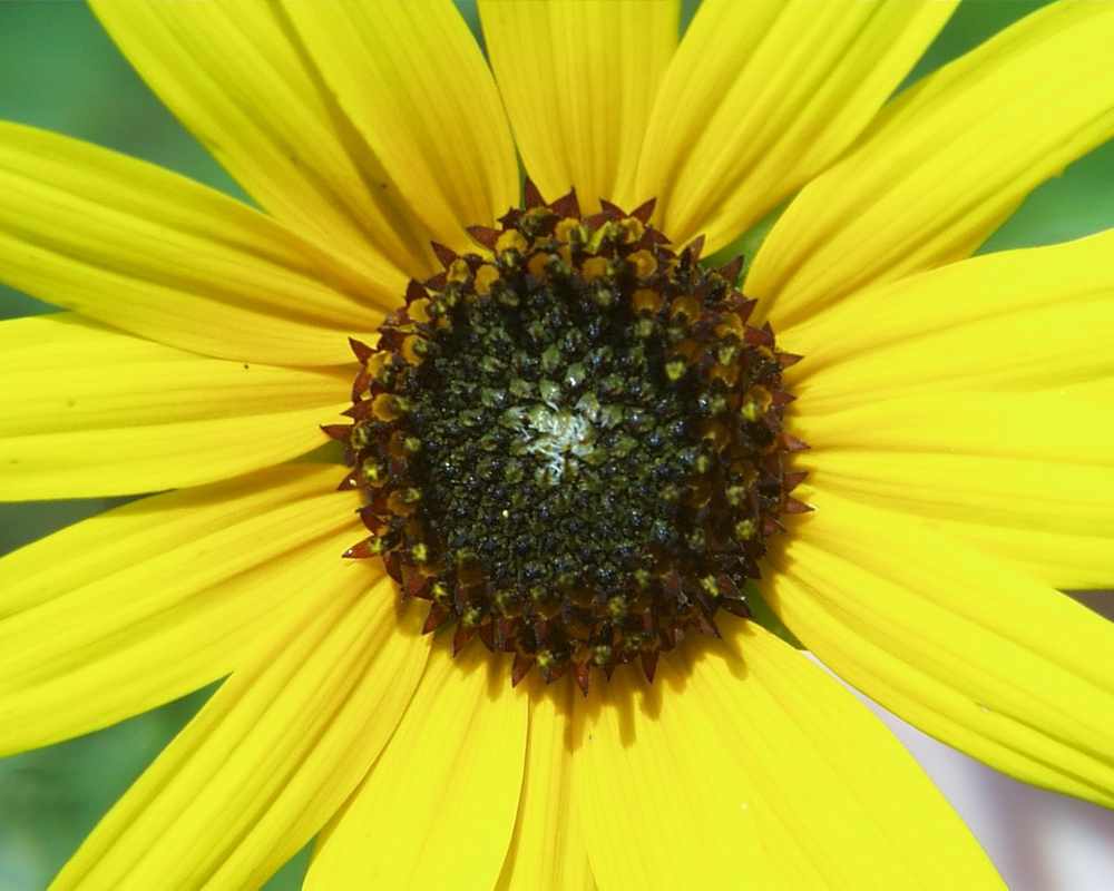 Names Of Yellow Flowers Klejonka Background Wallpaper Image Yellow Flower Closeupnames Of Flowers